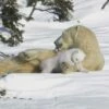 Crown And Andrews Polar Bear Mother & Cub, Manitoba, Canada - 1000pc Jigsaw Puzzle CA81842 -TOY MODEL 26131