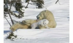 Crown And Andrews Polar Bear Mother & Cub, Manitoba, Canada - 1000pc Jigsaw Puzzle CA81842