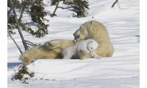 Crown And Andrews Polar Bear Mother & Cub, Manitoba, Canada - 1000pc Jigsaw Puzzle CA81842 3 Crown And Andrews Polar Bear Mother & Cub, Manitoba, Canada - 1000pc Jigsaw Puzzle CA81842