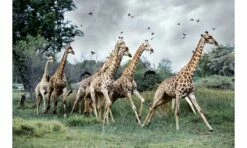 Crown And Andrews Giraffes Running, Moremi, Botswana - 1000pc Jigsaw Puzzle CA81844