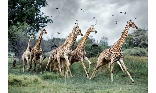 Crown And Andrews Giraffes Running, Moremi, Botswana - 1000pc Jigsaw Puzzle CA81844 3 Crown And Andrews Giraffes Running, Moremi, Botswana - 1000pc Jigsaw Puzzle CA81844