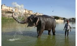 Crown & Andrews Indian Elephant & Handler - 1000pcs 81846